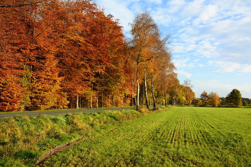 Herbstliche Farben von Gisela Scheffbuch