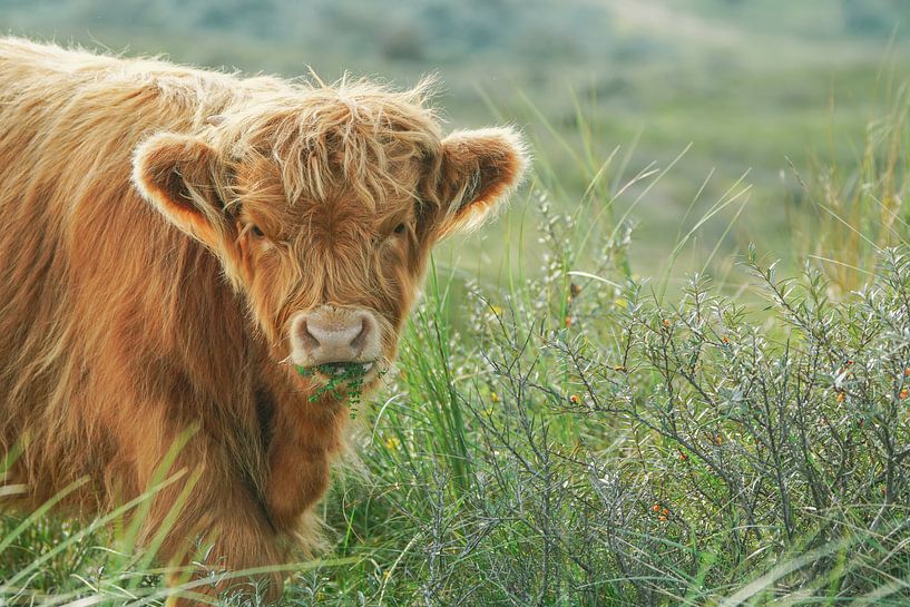 Schottischer Hochlandbewohner von Dirk van Egmond
