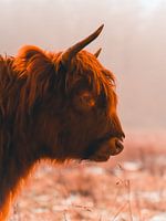 Schottischer Highlander