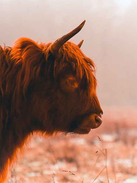 Schottischer Highlander von Bianca  Hinnen