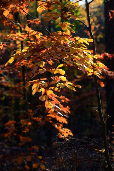 Hêtre par Thomas Jäger