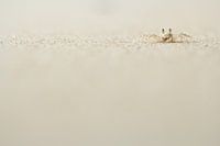 Geisterkrabben, Sumatra