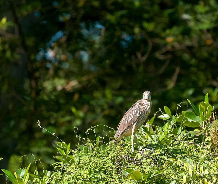 Kwak von Maarten Verhees
