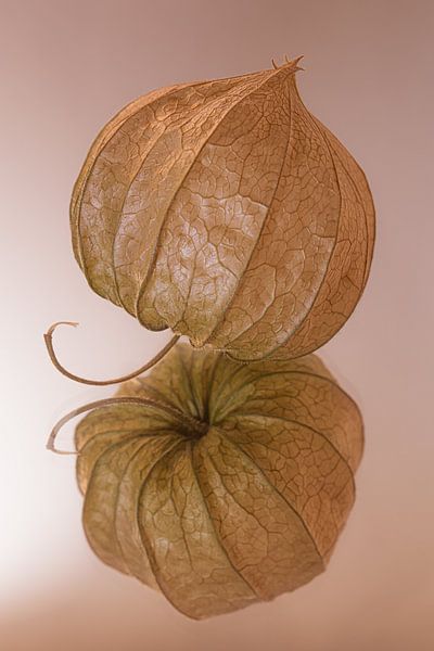 Stilleben einer orangefarbenen Laterne auf altrosa verspiegeltem Hintergrund von Marjolijn van den Berg