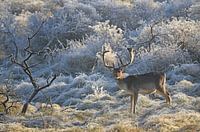 Damhert tijdens een koude ochtend
