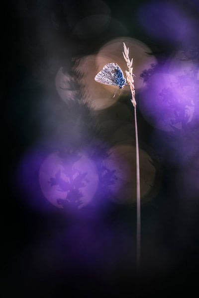 Lila Positivität von Bob Daalder