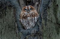 Der Waldkauz