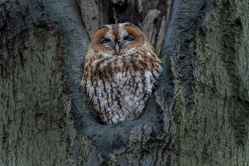 Der Waldkauz von Chris Biesheuvel I  Dream Scapes