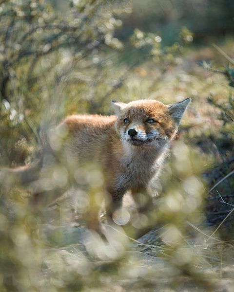 Fuchs in den Dünen von Tom Zwerver