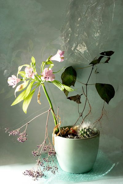 Nature morte &quot;Cactus par Willy Sengers