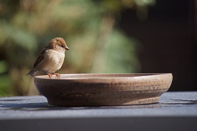 Young house sparrow on the edge of a drinking dish on the garden table by Gert van Santen