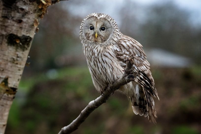 ancient owl by Egon Zitter