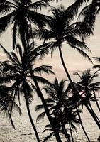 Tropische Dämmerung