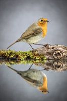 Oiseau - Gorgebleue à miroir