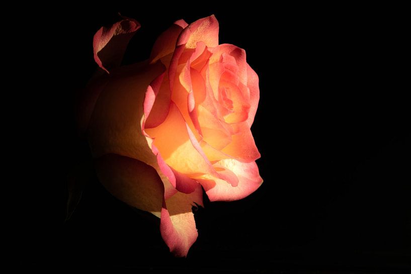 Flowering rose for black background by Robin Verhoef