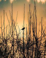 Een vogel in de zonsondergang op een koude mooie winterdag