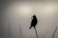 plague bird silhouette