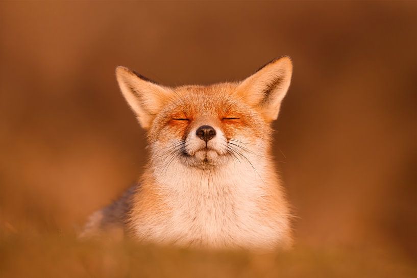 Série Zen Fox - Happy Fox est heureux ! par Roeselien Raimond