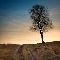  Einsamer Baum auf dem Hügel