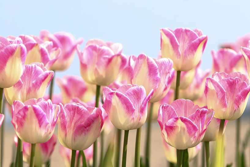 tulpen par Peter Abbes