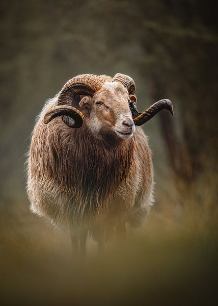 Drents heath sheep by Mark Evenhuis