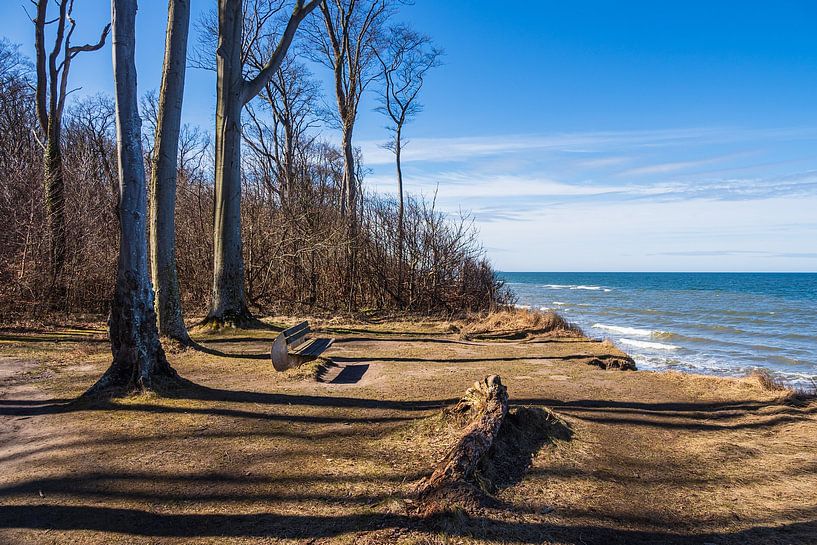 Ghost forest on the Baltic coast near Nienhagen by Rico Ködder