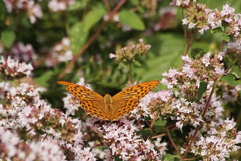 Kaisermantel von Anja Bagunk