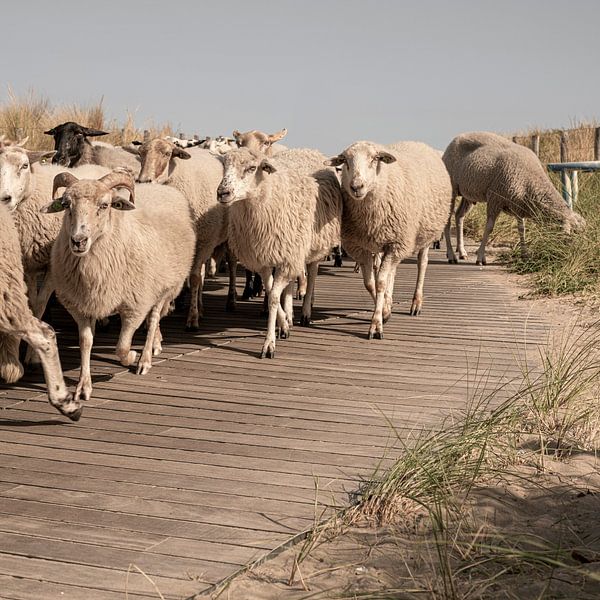 Schafhüten in den Dünen. Katwijk aan Zee. 1 von Alie Ekkelenkamp
