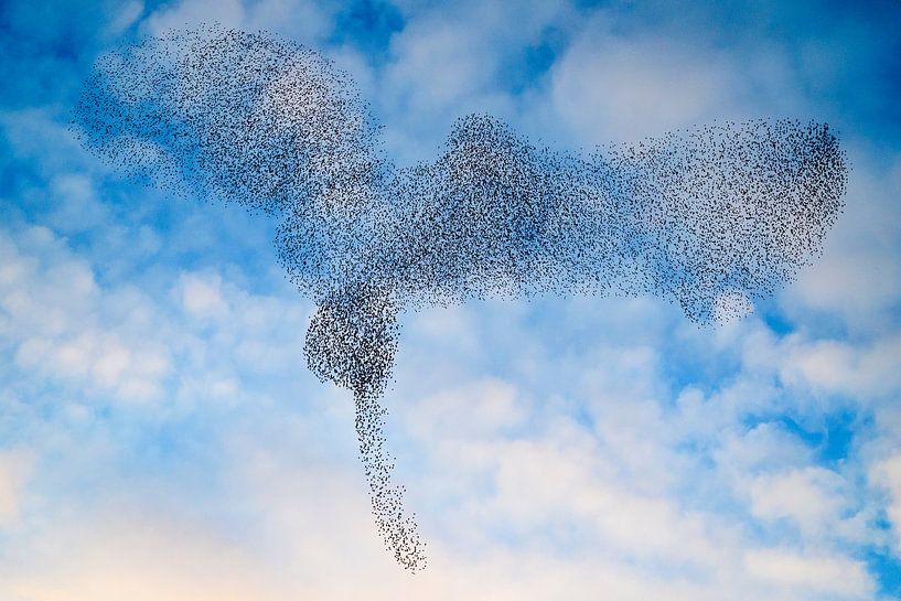 Spreeuwenwolk in de lucht tijdens zonsondergang van Sjoerd van der Wal Fotografie