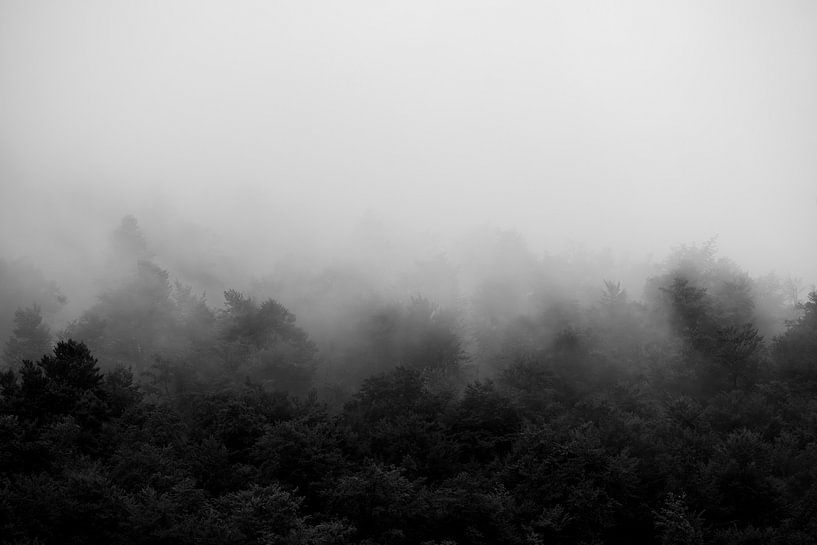 Perdus dans la brume - Paysages forestiers mystiques par Femke Ketelaar