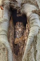 La chouette hulotte dans une profonde tranquillité