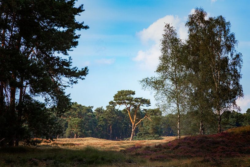 Einsamer Baum von Jan van der Knaap