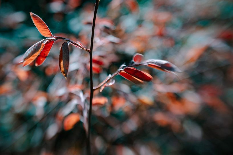 Rich Fusion par Hiske Boon