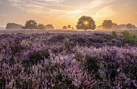 The oak tree on the flowering heath