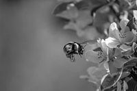 Fliegende Hummel aus nächster Nähe