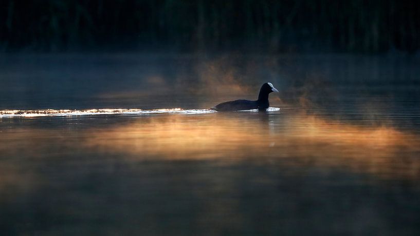 Coot in golden hour by Marjo Snellenburg
