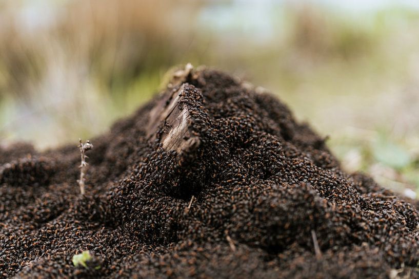 Ameisenhügel Burgh-Haamstede von Andy Troy