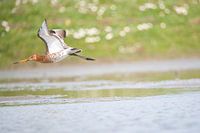 barge à queue noire volant à basse altitude au-dessus de l'eau
