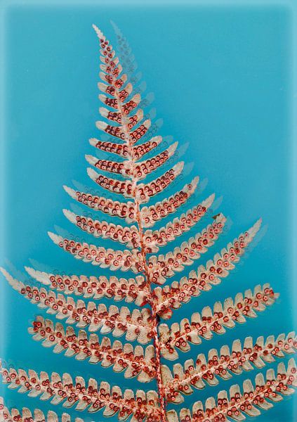 Makrofotografie eines Farnblattes vor blauem Hintergrund von Klik! Images