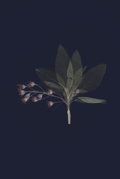 Herbes d'époque par Designer