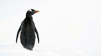 Pingouin de Gentoo dans la neige blanche de l'Antarctique
