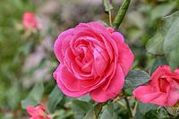 Rose dans la lumière du soir