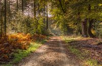 Prachtvolle frühherbstliche Farben im Wald während meiner Wanderung