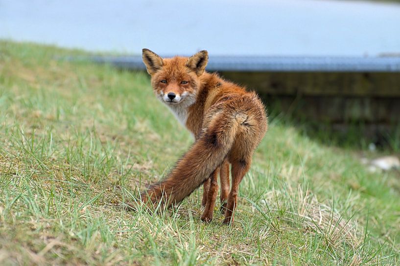 Fox par Merijn Loch