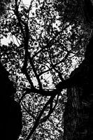 Abstrakte Natur in Schwarzweiß