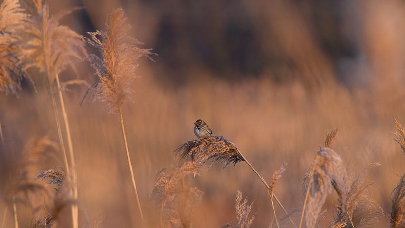 Rietveld bij zonsopkomst by Jan Jongejan