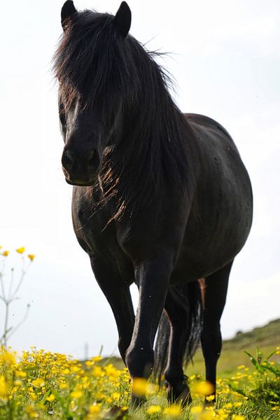Black Beauty in einem Blumenfeld von Elisa in Iceland