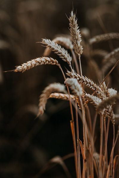Wheat in the last ray of light by Yvette Baur
