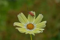 Longhorn beetle on Cosmea