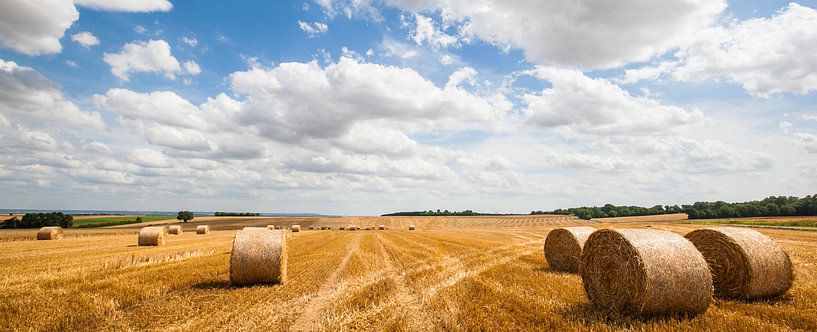 Rouleaux de paille par Wim Demortier